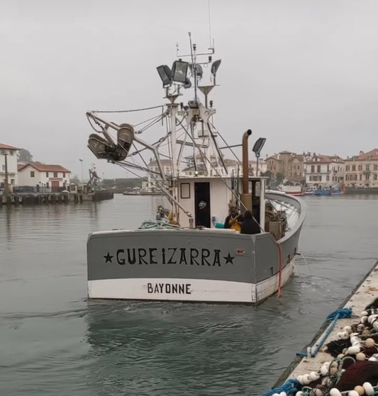 La pêche à la sardine