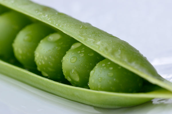 Velouté de petits pois frais et Thon Grillé