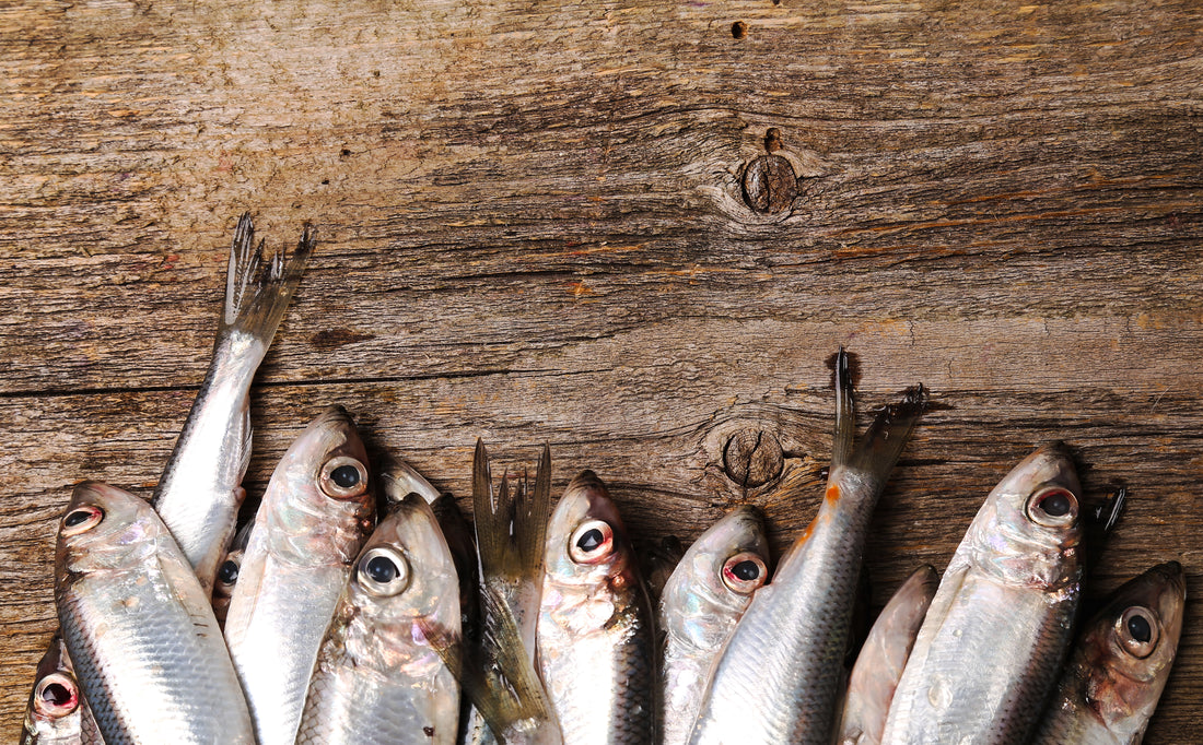 recette de la sauce à la sardine